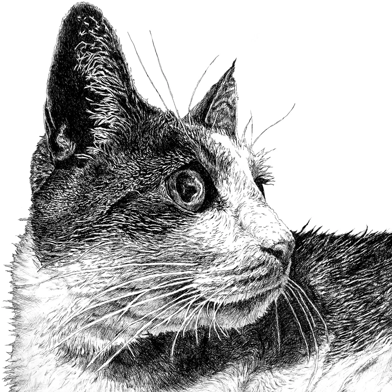 cat in drawing