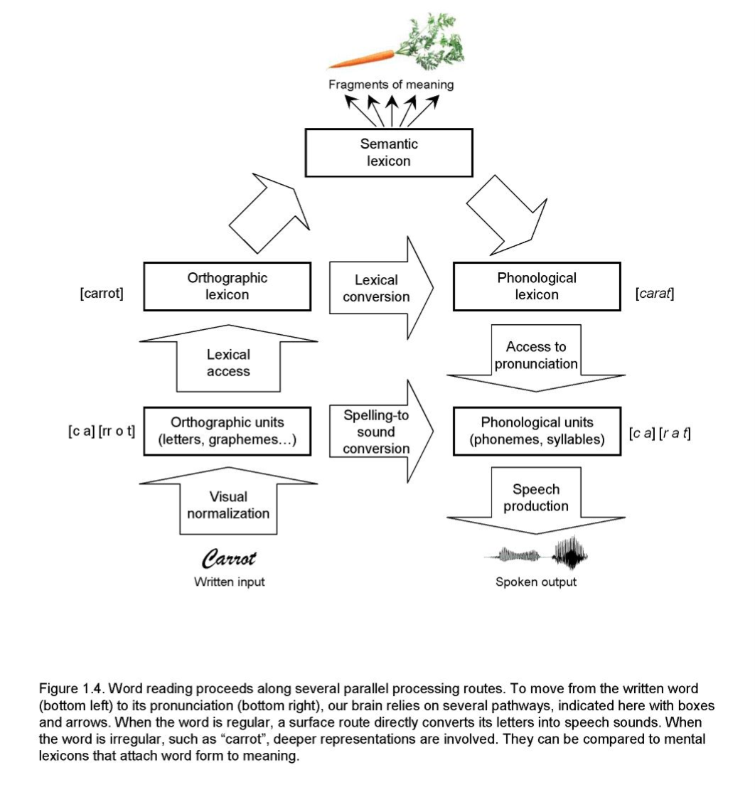 Dehaene Reading Model/Flow chart